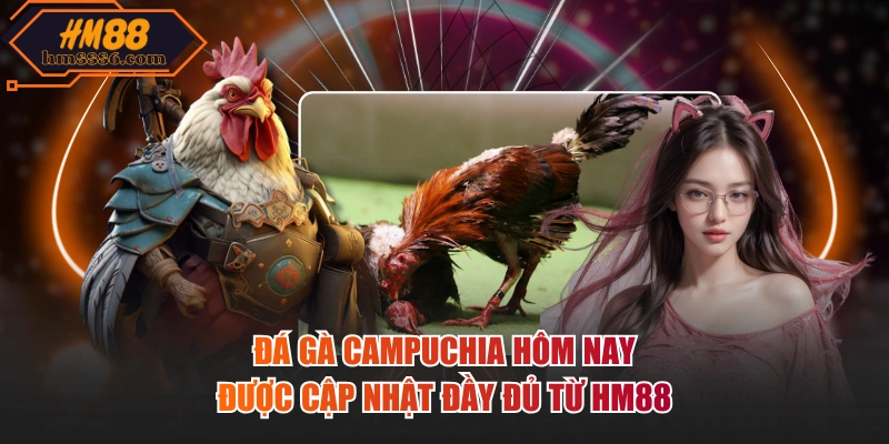 Đá gà campuchia hôm nay