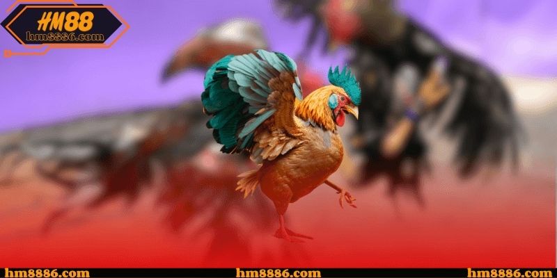 Đá gà cựa dao - Góc nhìn mới về nhu cầu theo dõi hiện nay