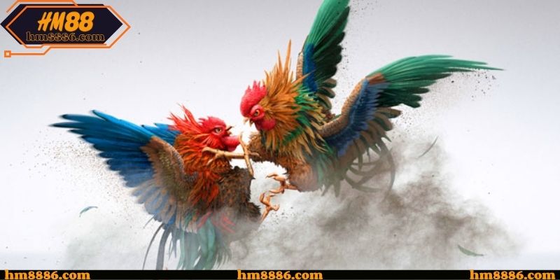 Góc Nhìn Tổng Quan Về Đá Gà C1 Trực Tiếp