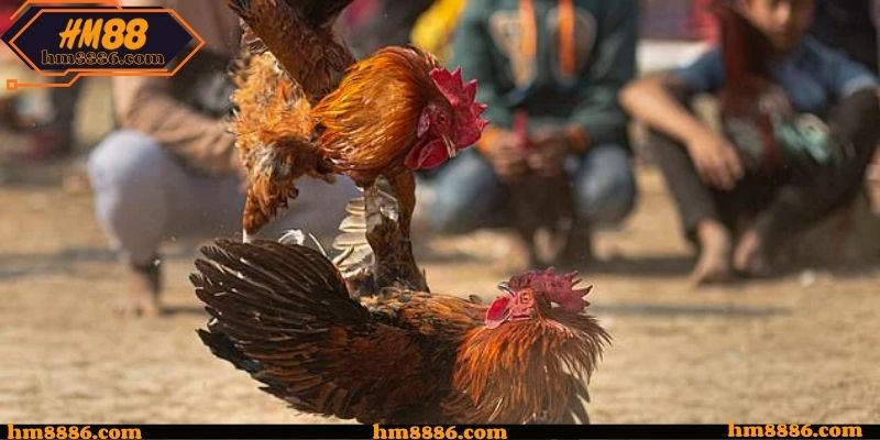 Nội dung hỗ trợ theo dõi hiệu quả hơn