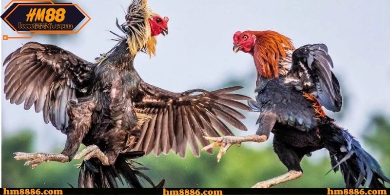 Sức hút Đá gà campuchia hôm nay