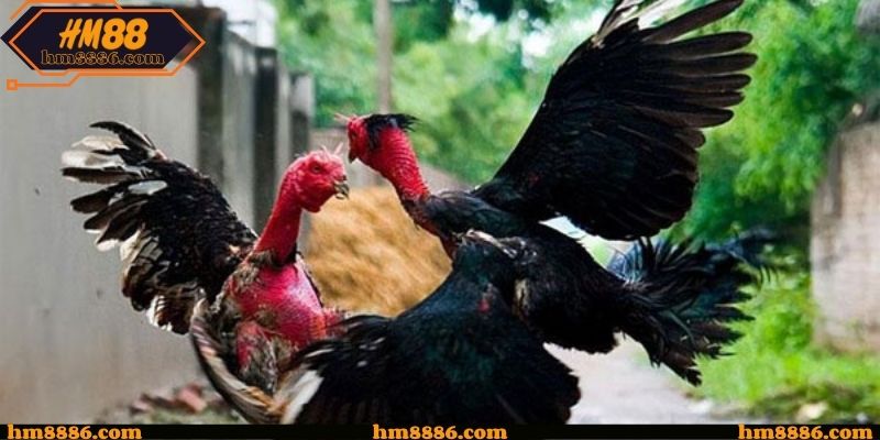 Thói quen theo dõi của hội viên lâu năm